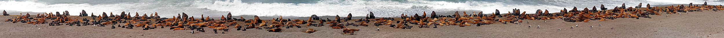 Les otaries à fourrure australes de la Peninsula Valdes.